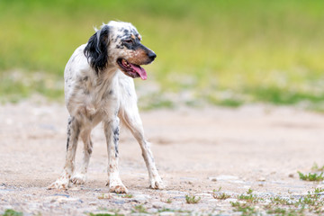 Cane setter inglese libero  nel campo