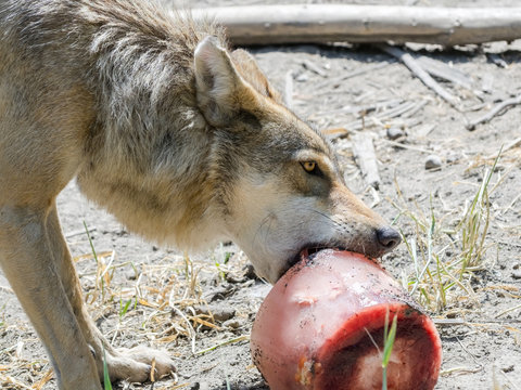 Gray wolf with a bloody ice cream