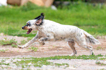 Cane setter inglese che corre  nel campo
