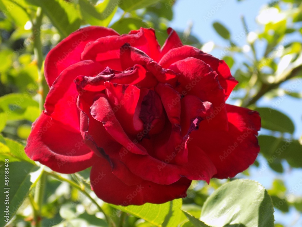 Wall mural red rose