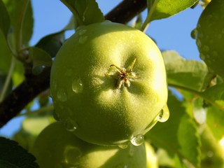 Rain drops on apple