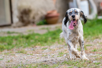 Cane setter inglese che corre  nel campo