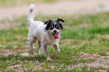 Cane meticcio libero  nel campo