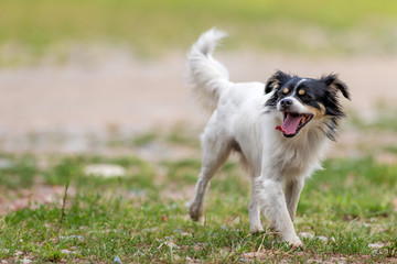 Cane meticcio libero  nel campo