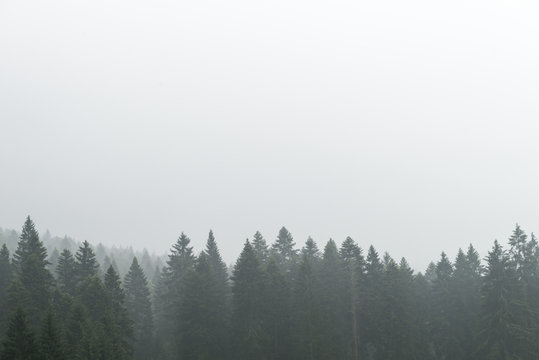 Fototapeta Forest in fog.