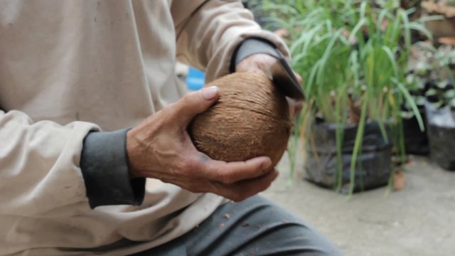 closeup hand of man remove coconut husk from coconut shell with knife