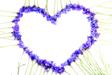 Beautiful cornflowers isolated on white