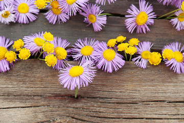 Obraz premium Beautiful small wild flowers on wooden background