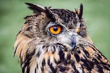 Eagle Owl