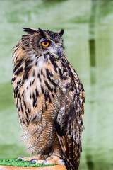Eurasean EagleOwl