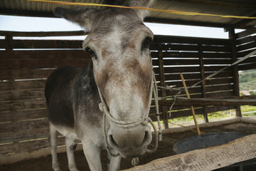 farmhouse donkey
