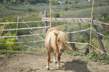 pony