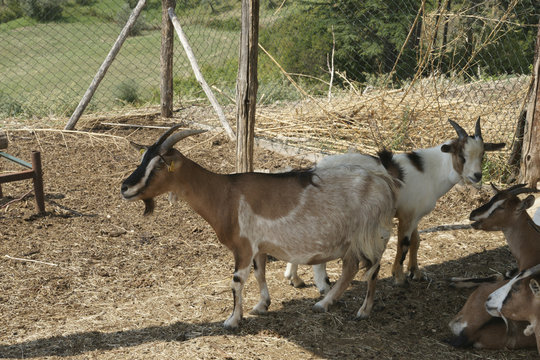 goats
