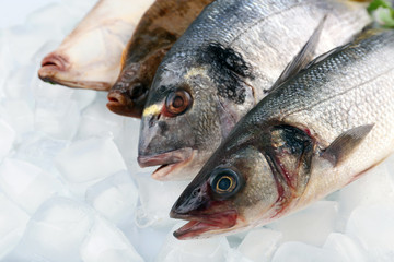 Fresh fishes on ice background