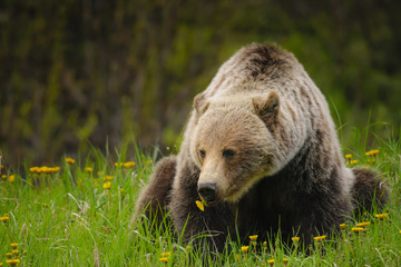 Obraz premium Grizzly Bear (Ursus arctos horribilis)
