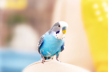 Budgerigar at home on bright background