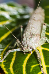 Grasshopper on leaf