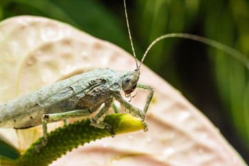 Grasshopper on leaf