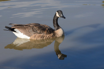 Canada Goose swimming on lake