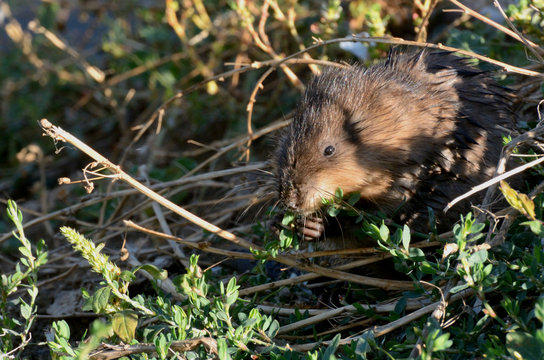 Muskrat (Ondatra zibethicus) eating snack of plants on lake shore