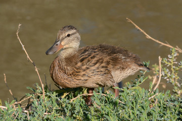 Mallard Duck Duckling on side of lake
