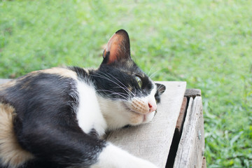 Cat lying on wood