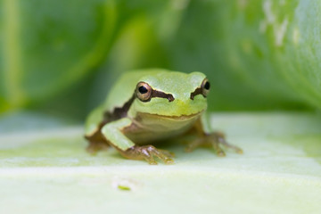 Green frog