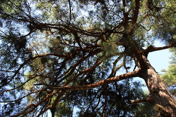 会津若松の鶴ヶ城の松