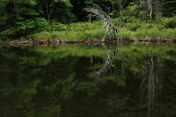志賀高原　長池