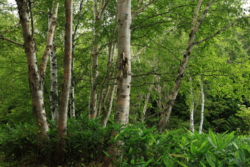 高原のダケカンバ林