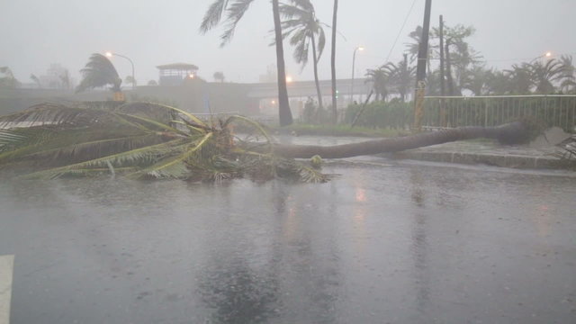 Tree blown down and heavy typhoon rain slow motion 2