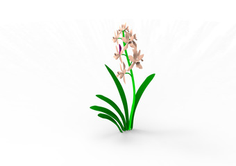 Flowers hyacinth