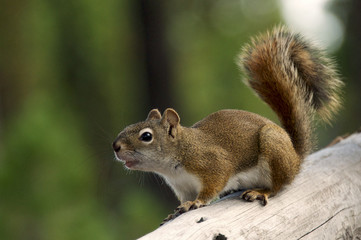 Naklejka na ściany i meble Curious squirrel in Yellowstone National Park