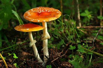 Мухомор