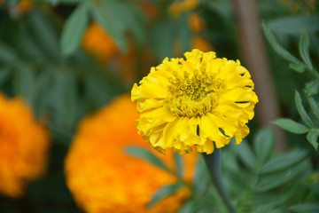 Fresh Marigold And Central Pollens