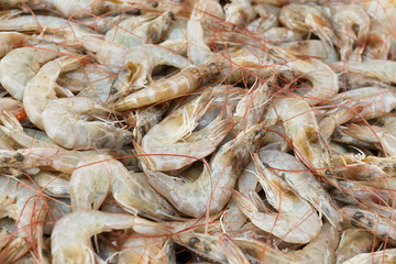 Fresh shrimp at the market for sell