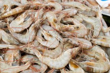 Fresh shrimp at the market for sell