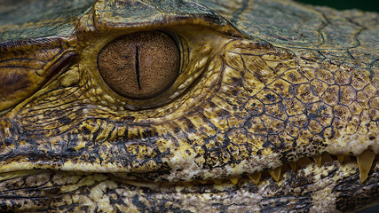 Very close macro photograph of a caiman showing detailed eye and teeth