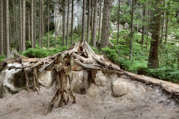 National Park of Adrspach-Teplice rocks. Rock Town. Czech Republic