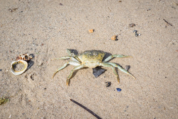 Crab on a sand beach