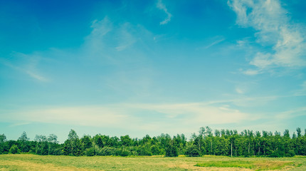 Landscape with green trees and blue sky in the summertime