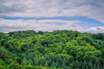 Fototapeta na wymiar Green trees in cloudy weather