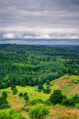 Fototapeta na wymiar Landscape with pine trees in cloudy weather
