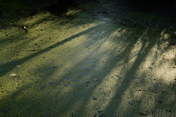 Duckweed covering the entire surface of the water in the river dam forest