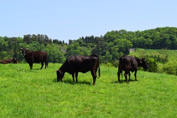 牛の放牧／山形県鶴岡市羽黒町川代にある月山高原牧場で、牛の放牧風景を撮影した写真です。この牧場は、約100haの緑のジュウタンが広がり、雄大な高原の中で牛や羊を眺められます。牛を放牧すると足腰が丈夫になる、広々とした牧場で運動することにより健全な牛になる、管理の手間が省ける、エサ代の削減など良いこと尽くしです。高原からの眺めは最高で、ひそかな観光ポイントになっています。