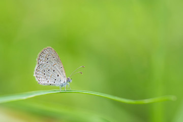 butterfly on green leaf
