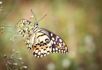 butterfly on flower