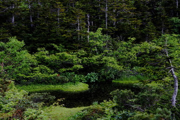 岩手山　御釜瑚周辺の湿地