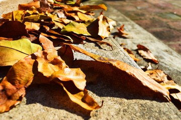 Red, yellow and orange autumn leaves fall background