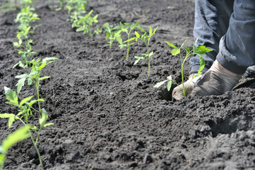 farmer planting a tomato seedling